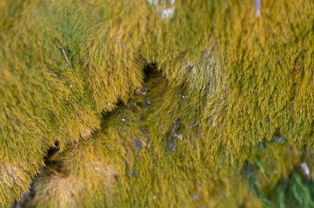 Yellowish moss
