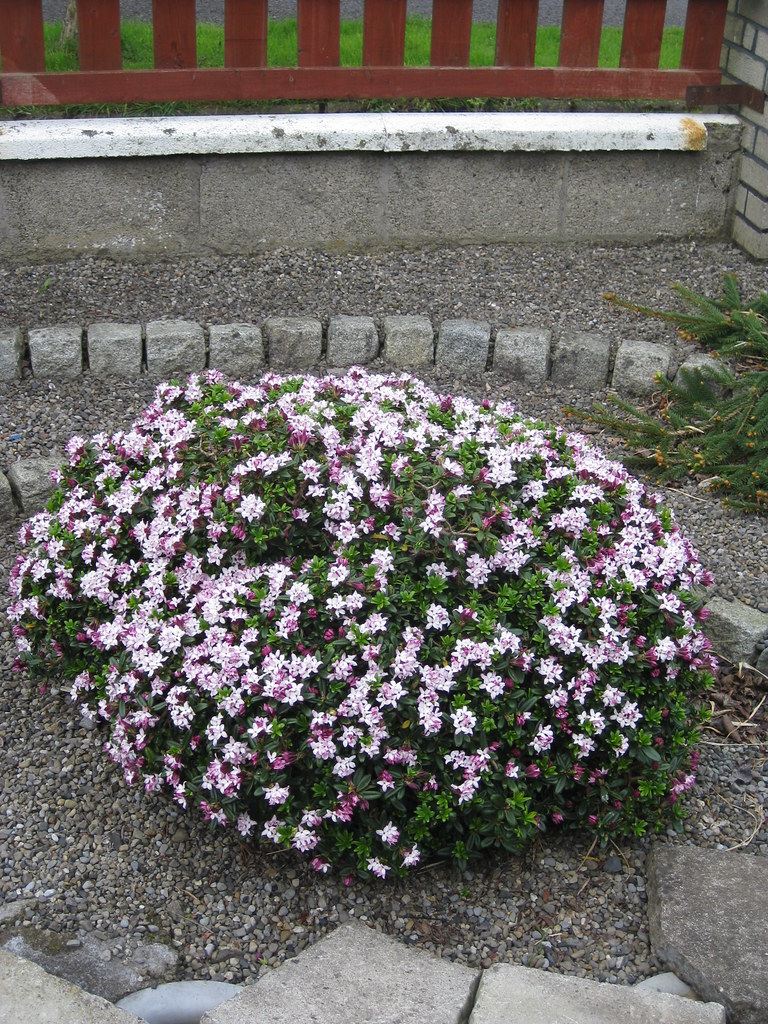 Nass-Steinschleifer Naßpolierer Schleifmaschine m. 7* 4'' Nassschleifscheiben