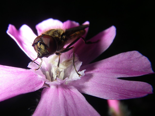 Hoverfly on Campion