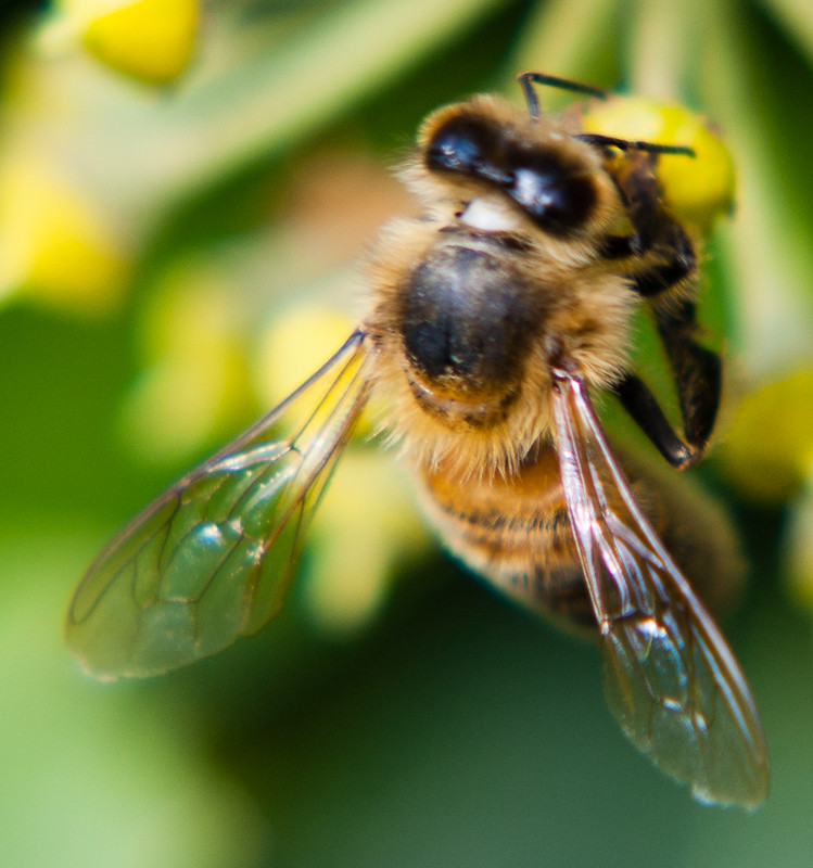 Hoverfly feeding on an ivy flower