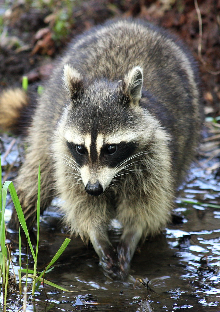 Andy Raccoon Raccoon | andy_b4256 | Flickr