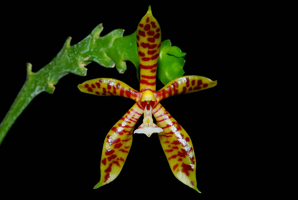Polychilos Phalaenopsis sect. Polychilos 4 | I got all these plants in … | Flickr