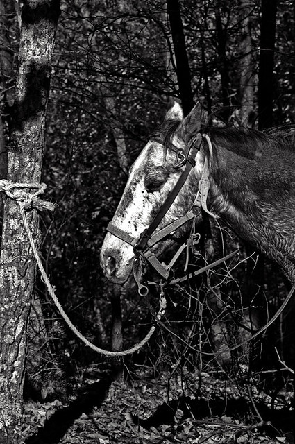 Trail Horse, Blackwater Falls, West Virginia