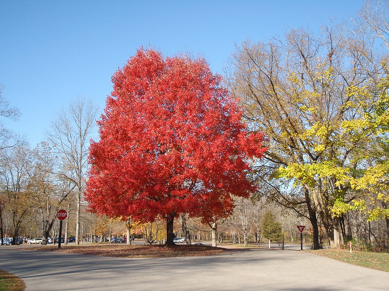 A beautiful red tree