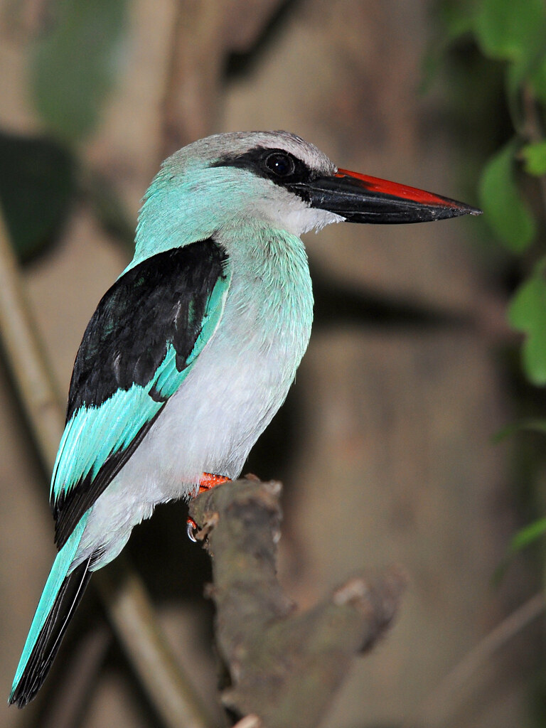 Blue-Breasted Kingfisher // Guarda-rios-de-peito-azul | Flickr