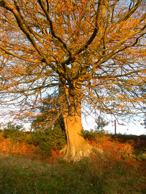 Sunlit tree Buxted Circular