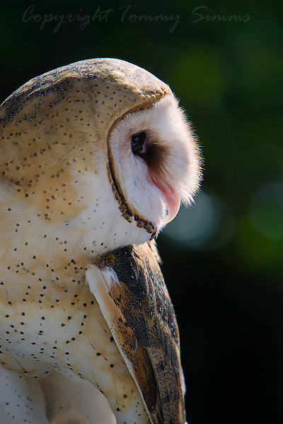 Profile of an Owl