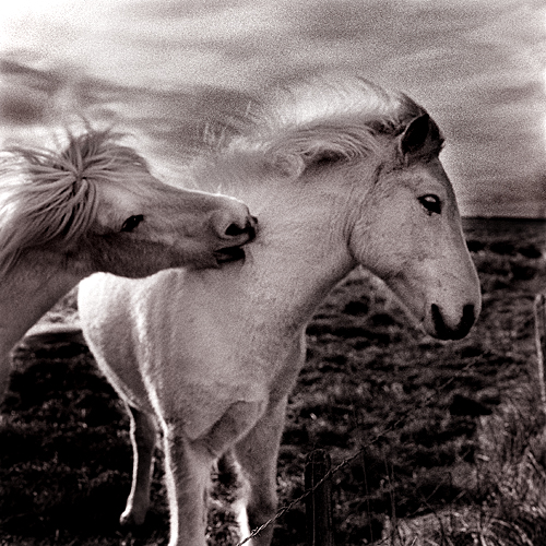 Horses.Iceland | Hasselblad/Carl Zeiss 80mm/Tri-X/DiXactol | Kapro | Flickr