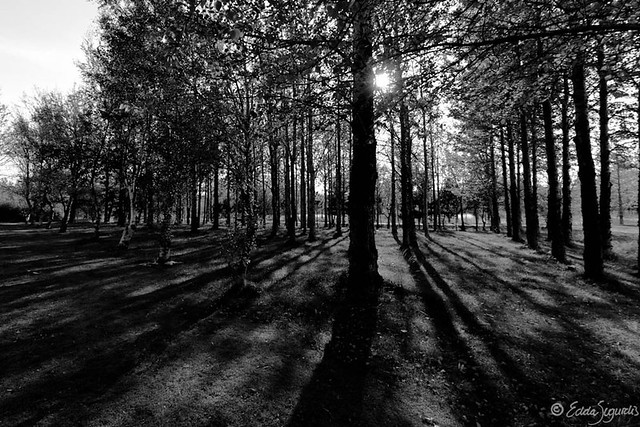 Black white forest