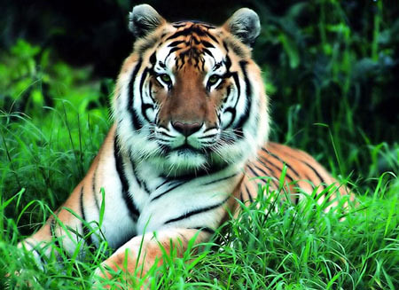 south-china-tiger 1