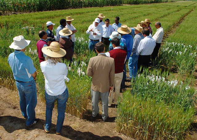 Advanced wheat trainees in the field