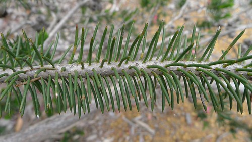 Calothamnus rupestris leaves | Mouse Ears, possibly Calotham… | Flickr