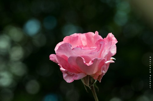 The world is a rose; smell it and pass it to your friends. by puthoOr photOgraphy