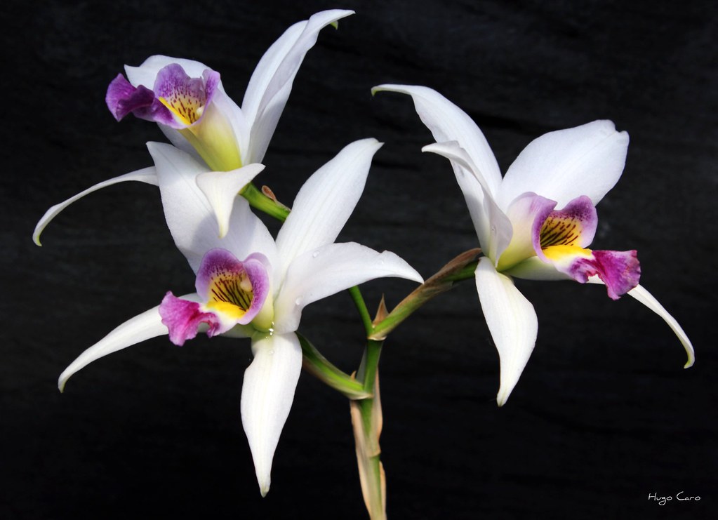 Orquídea Laelia anceps var coerulea | Hugo Caro | Flickr