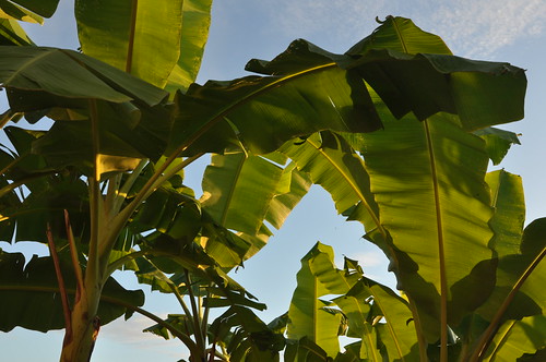 Musa sp. Musaceae: banana, กล้วย by SierraSunrise, Banana leaves at sunrise on the Mekhong River in Chiang Khongplants thailand banana musaceae chiangk