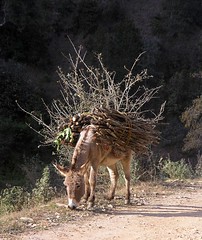Burro cargando leña - Mule carrying firewood- Coicoyán de las Flores, Oaxaca, Mexico