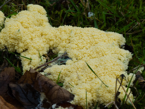 Cauliflower fungus