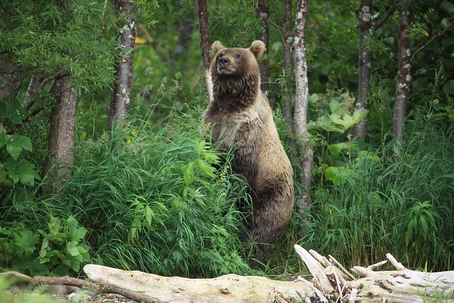 Kamchatka Brown Bear Standing Lake Kurilskoye Russia Far East
