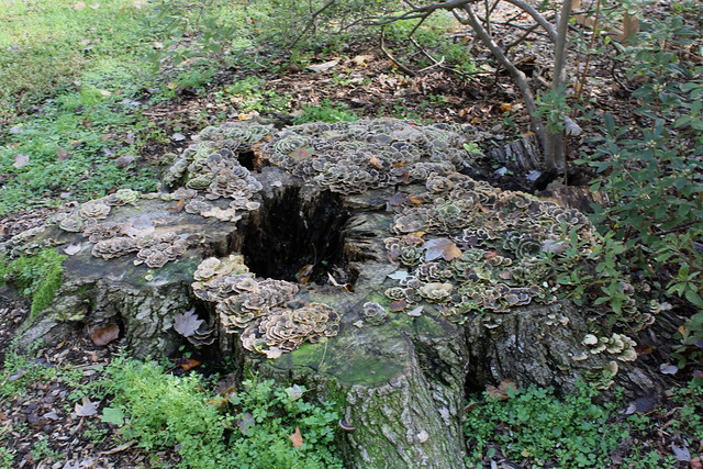 Tree Stump with Fungi