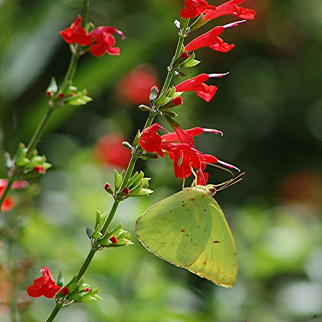 Cloudless Sulphur is nectaring on red Salvia flowers