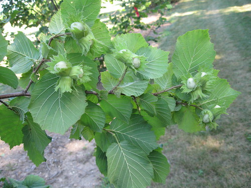 Typical European hazelnut Corylus avellana nut clusters, note non-clasping husk that releases nut at maturity.