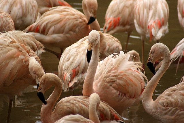 Flamingo-chileno
