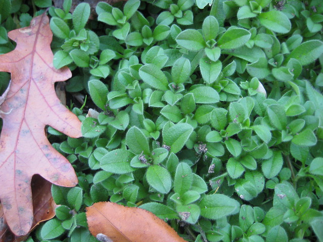 Mouse-ear Chickweed