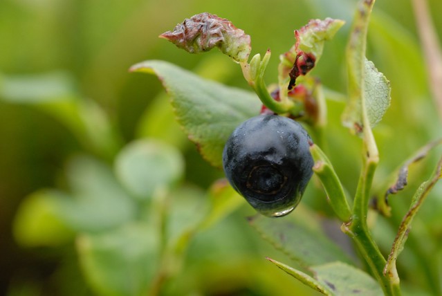 One of the last blueberries/Eine der letzten Blaubeeren