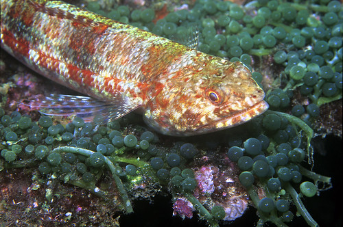 Reef Leopardfish