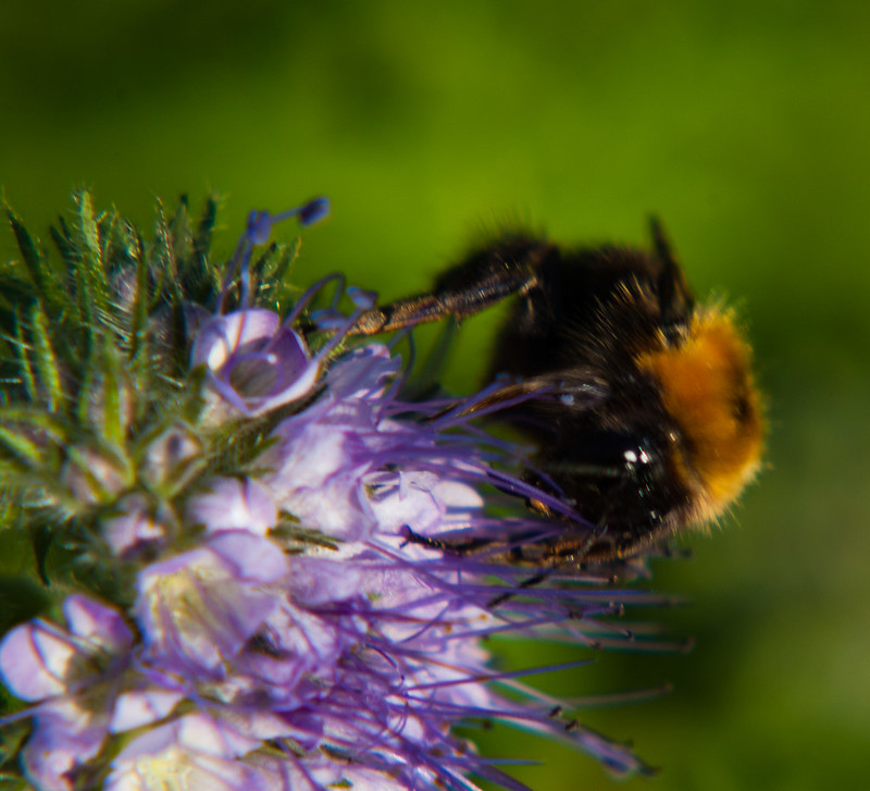 Bee gathering nectar