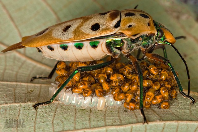 Stinkbug and its Brood [Pentatomoidea]