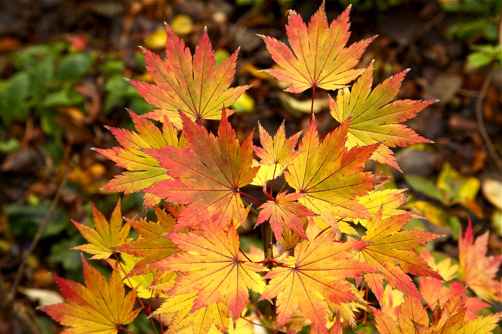 Acer shirasawanum 'Jordan' in autumn | Other names for this … | Flickr