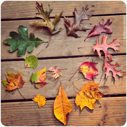 autumn wreath | Cory Janiak | Flickr