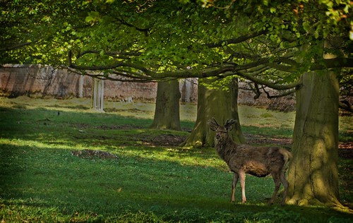 Deer in Woburn Park SWC 1 17_20110423_06_DxO_1024x768