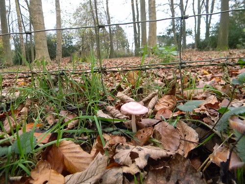 Pink mushroom Princes Risborough to Wendover If I was chief mushroom namer, I would call this the Strawberry Blancmange