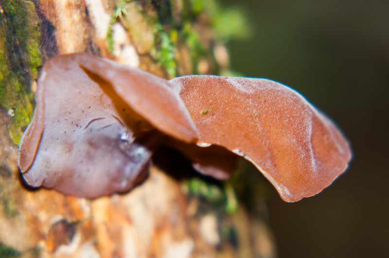 Ear fungus on an elder tree