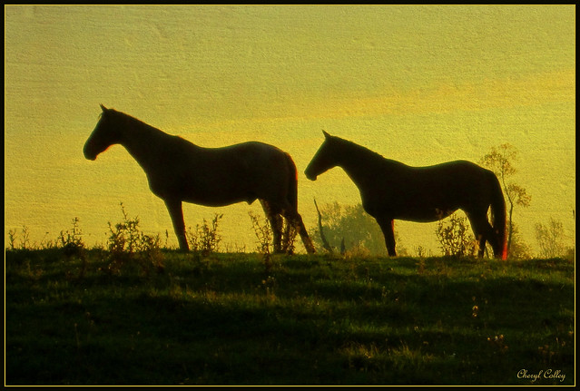 HORSES MORNING STROLL