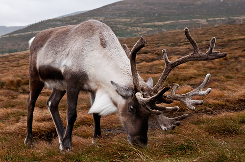 Cairngorm Reindeer