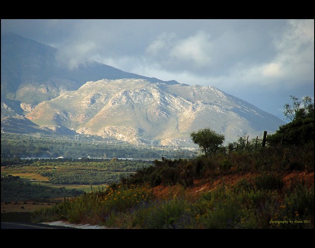 Wine lands of Stellenbosch