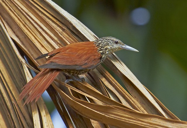 Limpa-folha-do-buriti (Point-tailed Palmcreeper)