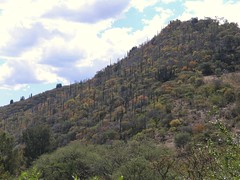 Mountain with columnar cacti - Cerro con cactus columnares entre Silacayoapan y Nieves Ixpantepec (Región Mixteca), Oaxaca, Mexico