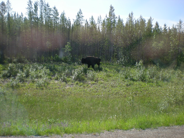 20110703 0301 Buffalo on the road to Fort providence, Yellowknife 2011