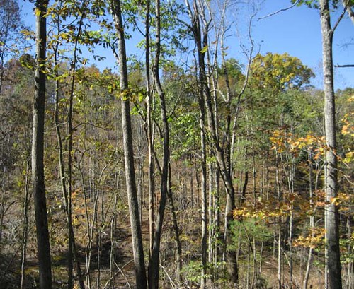 Mixed hardwood stand following a selective harvest.