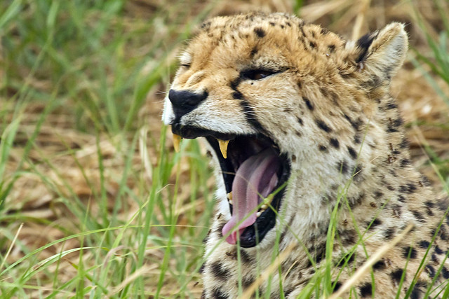 Cheetah_6430