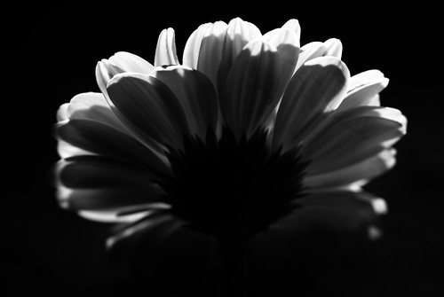 FlowerLight by ░S░i░l░a░n░d░i░ ☮