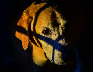 Cody (Yellow Lab) in the Sunset light and shadows