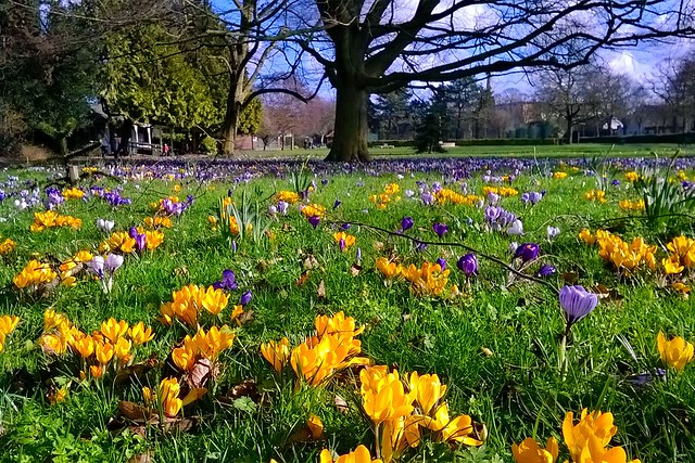 Spring Crocus in Worcester