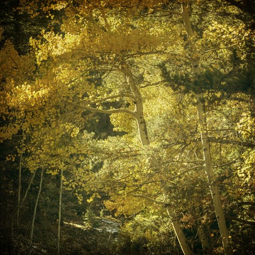 autumn trees light fall yellow forest square aspens filted texturesquared wasnotplanningtoreturn