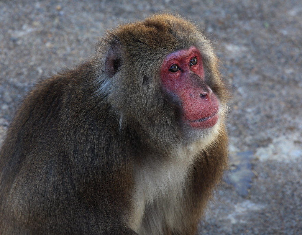 Japanese Macaque Macaca Fuscata 日本猿 ニホンザル Kusatsu Tro Flickr
