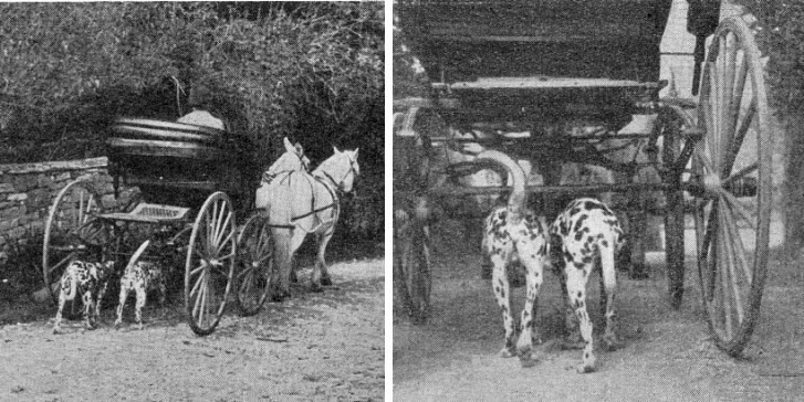 Dalmatians As Carriage Dogs | Early 1900s photos of Dalmatia… | Flickr